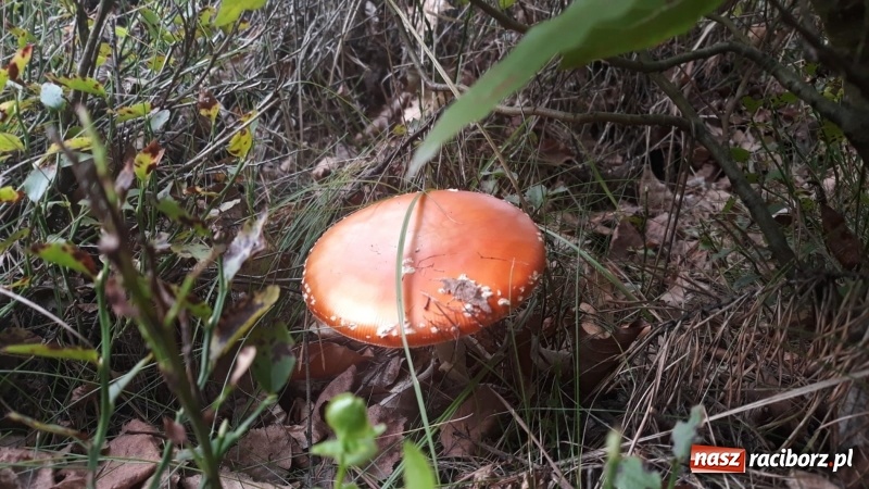 Zdjęcie w galerii na portalu naszraciborz.pl: Aż 125 osób pojechało kolejką w las walczyć o tytuł najlepszego grzybiarza ziemi raciborskiej wiadomości z regionu