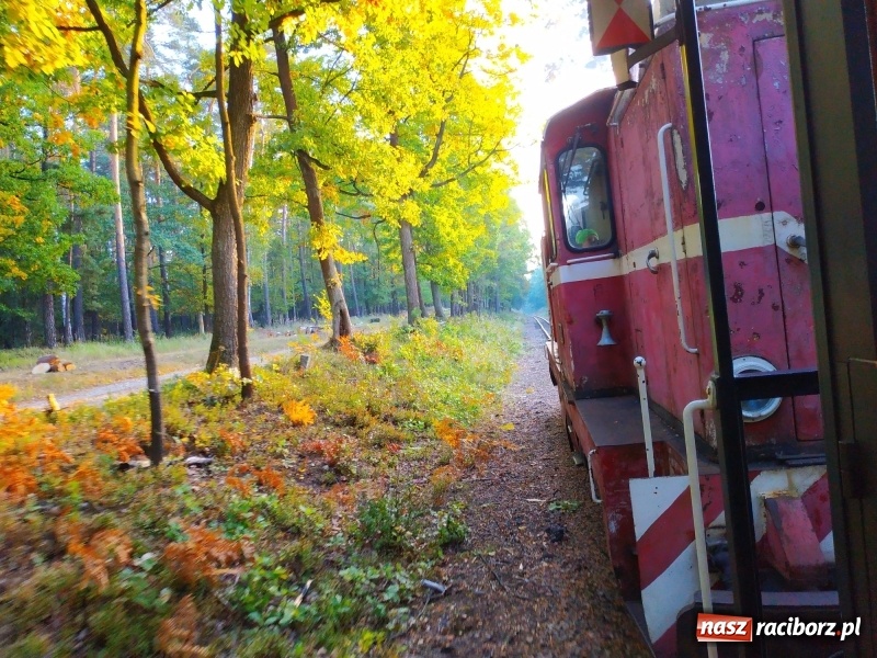 Zdjęcie w galerii na portalu naszraciborz.pl: Aż 125 osób pojechało kolejką w las walczyć o tytuł najlepszego grzybiarza ziemi raciborskiej wiadomości z regionu