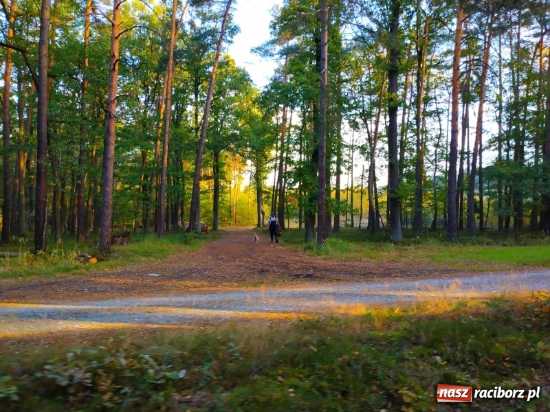 Zdjęcie w galerii na portalu naszraciborz.pl: Aż 125 osób pojechało kolejką w las walczyć o tytuł najlepszego grzybiarza ziemi raciborskiej wiadomości z regionu