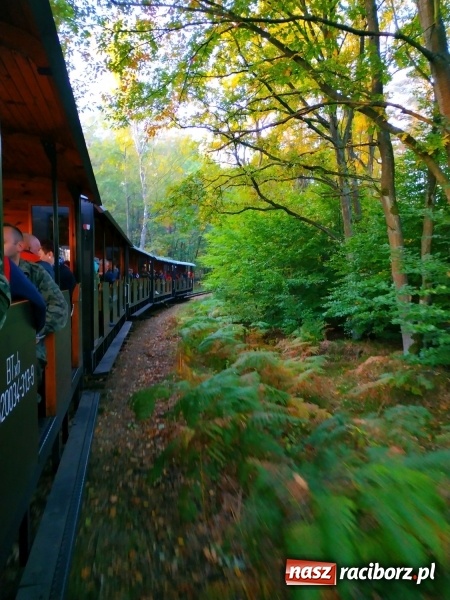 Zdjęcie w galerii na portalu naszraciborz.pl: Aż 125 osób pojechało kolejką w las walczyć o tytuł najlepszego grzybiarza ziemi raciborskiej wiadomości z regionu