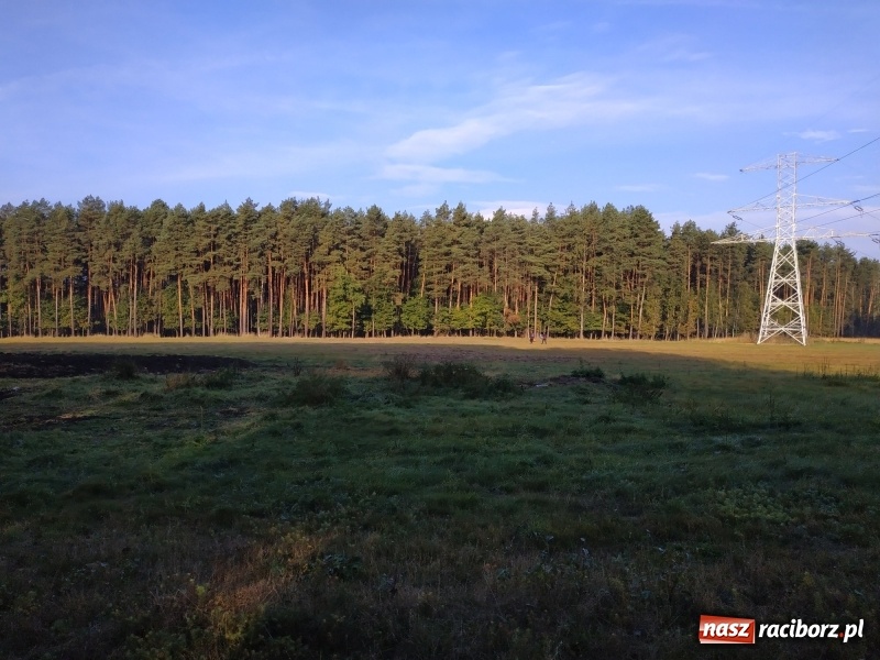 Zdjęcie w galerii na portalu naszraciborz.pl: Aż 125 osób pojechało kolejką w las walczyć o tytuł najlepszego grzybiarza ziemi raciborskiej wiadomości z regionu