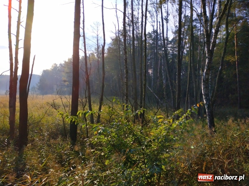 Zdjęcie w galerii na portalu naszraciborz.pl: Aż 125 osób pojechało kolejką w las walczyć o tytuł najlepszego grzybiarza ziemi raciborskiej wiadomości z regionu