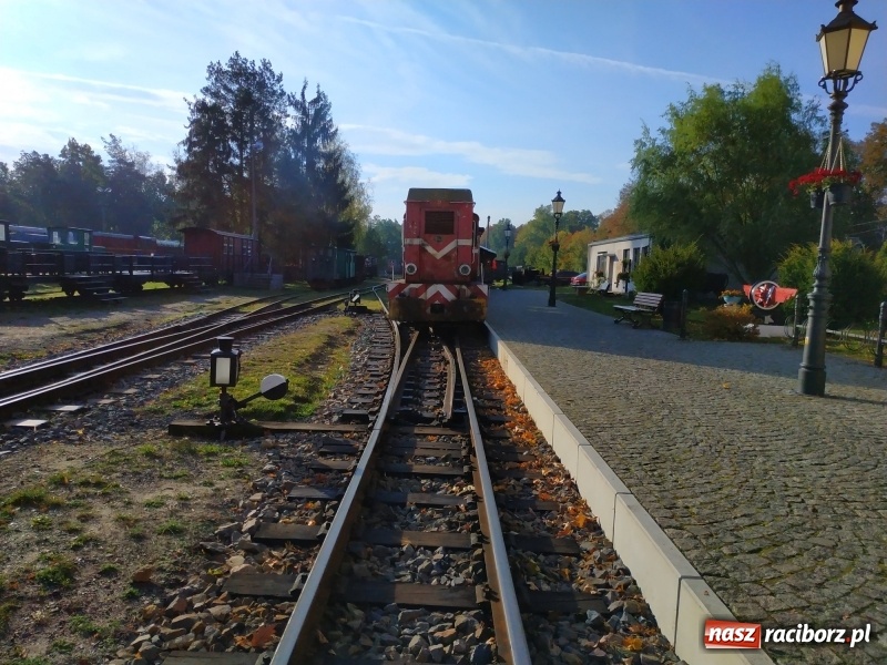 Zdjęcie w galerii na portalu naszraciborz.pl: Aż 125 osób pojechało kolejką w las walczyć o tytuł najlepszego grzybiarza ziemi raciborskiej wiadomości z regionu