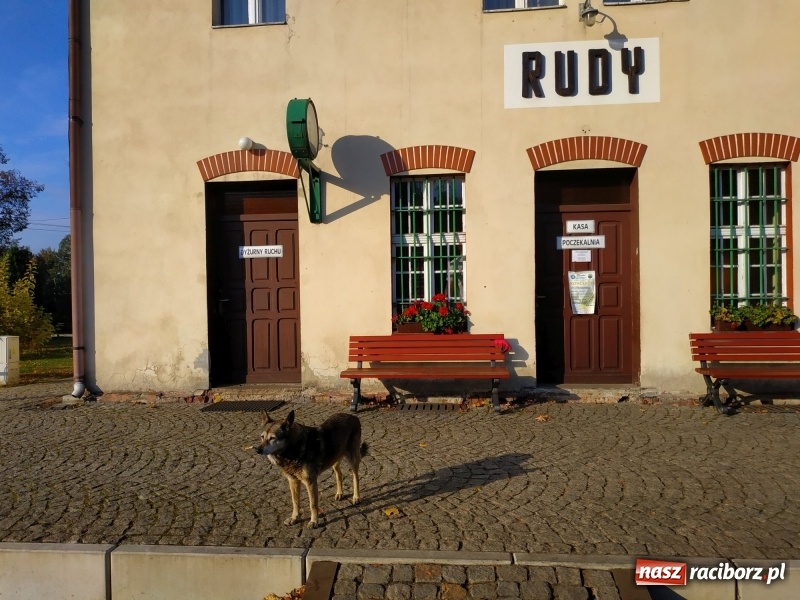 Zdjęcie w galerii na portalu naszraciborz.pl: Aż 125 osób pojechało kolejką w las walczyć o tytuł najlepszego grzybiarza ziemi raciborskiej wiadomości z regionu