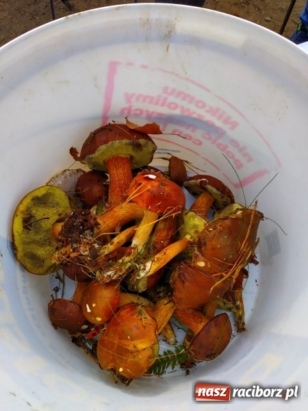 Zdjęcie w galerii na portalu naszraciborz.pl: Aż 125 osób pojechało kolejką w las walczyć o tytuł najlepszego grzybiarza ziemi raciborskiej wiadomości z regionu