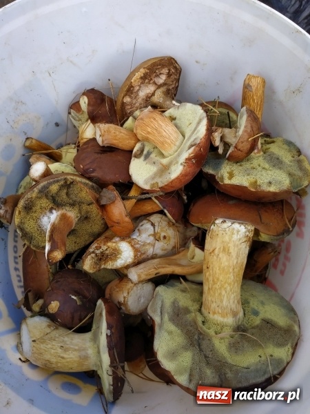 Zdjęcie w galerii na portalu naszraciborz.pl: Aż 125 osób pojechało kolejką w las walczyć o tytuł najlepszego grzybiarza ziemi raciborskiej wiadomości z regionu