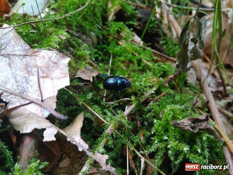 Zdjęcie w galerii na portalu naszraciborz.pl: Aż 125 osób pojechało kolejką w las walczyć o tytuł najlepszego grzybiarza ziemi raciborskiej wiadomości z regionu