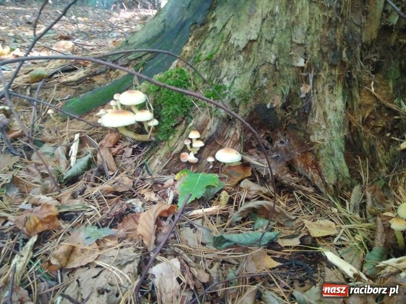 Zdjęcie w galerii na portalu naszraciborz.pl: Aż 125 osób pojechało kolejką w las walczyć o tytuł najlepszego grzybiarza ziemi raciborskiej wiadomości z regionu