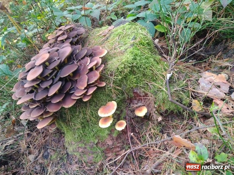 Zdjęcie w galerii na portalu naszraciborz.pl: Aż 125 osób pojechało kolejką w las walczyć o tytuł najlepszego grzybiarza ziemi raciborskiej wiadomości z regionu