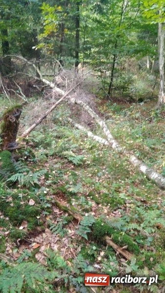 Zdjęcie w galerii na portalu naszraciborz.pl: Aż 125 osób pojechało kolejką w las walczyć o tytuł najlepszego grzybiarza ziemi raciborskiej wiadomości z regionu