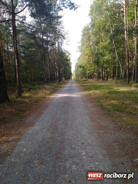 Zdjęcie w galerii na portalu naszraciborz.pl: Aż 125 osób pojechało kolejką w las walczyć o tytuł najlepszego grzybiarza ziemi raciborskiej wiadomości z regionu