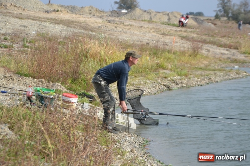 Zdjęcie w galerii na portalu naszraciborz.pl: Kiepskie branie na finał sezonu na stawie Brudny  wiadomości z regionu