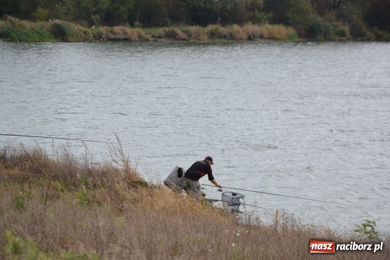 Zdjęcie w galerii na portalu naszraciborz.pl: Kiepskie branie na finał sezonu na stawie Brudny  wiadomości z regionu