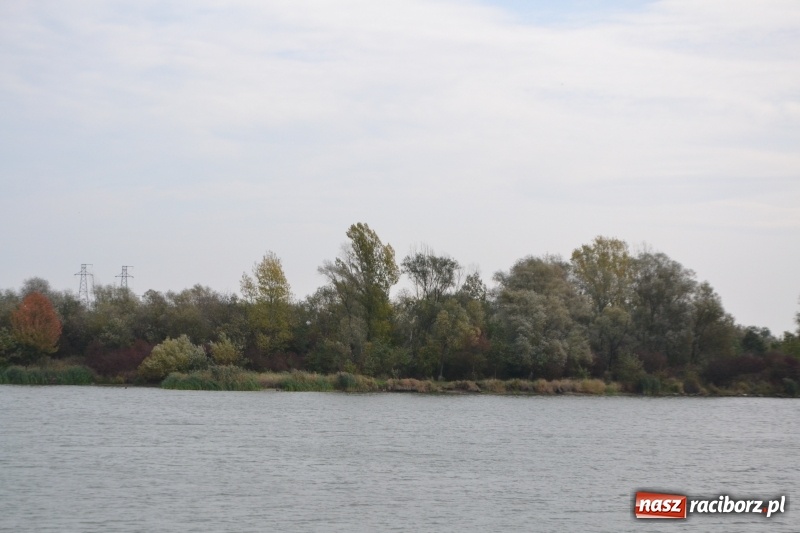 Zdjęcie w galerii na portalu naszraciborz.pl: Kiepskie branie na finał sezonu na stawie Brudny  wiadomości z regionu