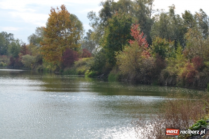 Zdjęcie w galerii na portalu naszraciborz.pl: Kiepskie branie na finał sezonu na stawie Brudny  wiadomości z regionu