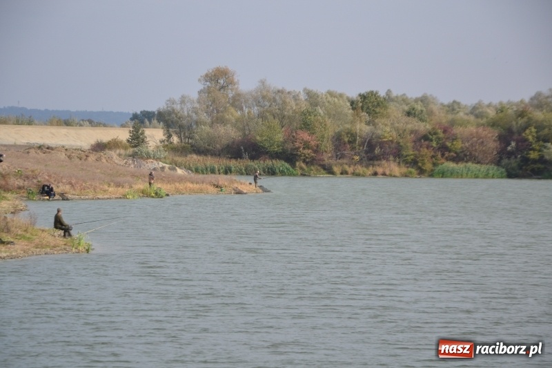 Zdjęcie w galerii na portalu naszraciborz.pl: Kiepskie branie na finał sezonu na stawie Brudny  wiadomości z regionu