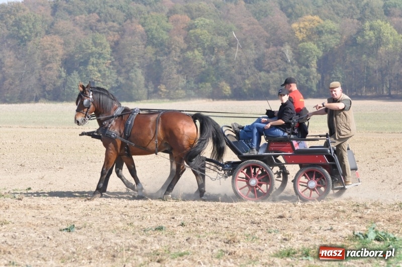 Zdjęcie w galerii na portalu naszraciborz.pl: Przez lasy, pola i łąki na pogoń za lisem. Hubertus w Żerdzinach 2018 VIDEO wiadomości z regionu