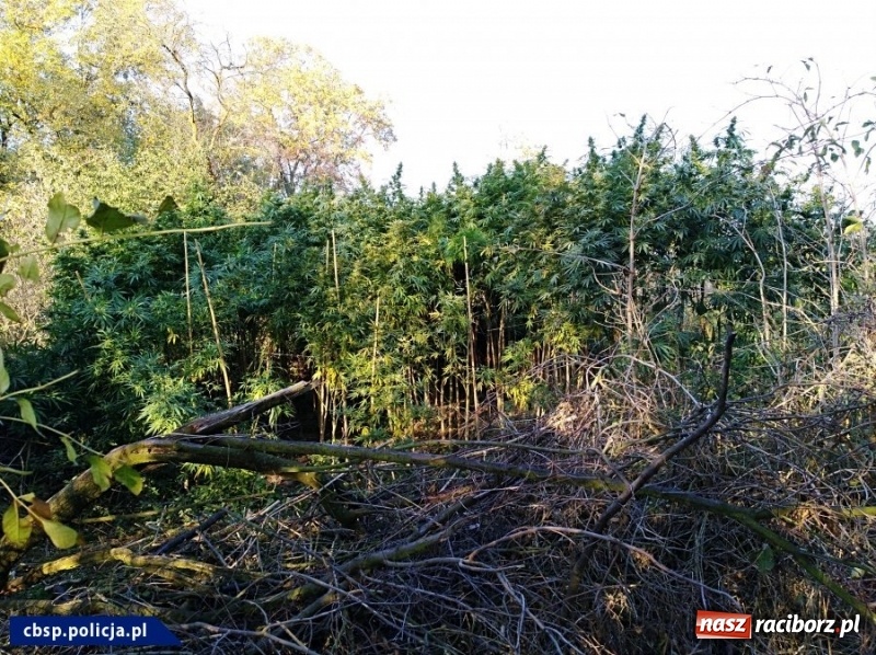 Zdjęcie w galerii na portalu naszraciborz.pl: CBŚP zlikwidowało plantacje marihuany niedaleko Raciborza wiadomości z regionu
