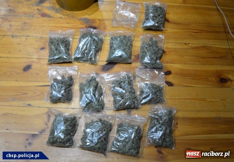 Zdjęcie w galerii na portalu naszraciborz.pl: CBŚP zlikwidowało plantacje marihuany niedaleko Raciborza wiadomości z regionu