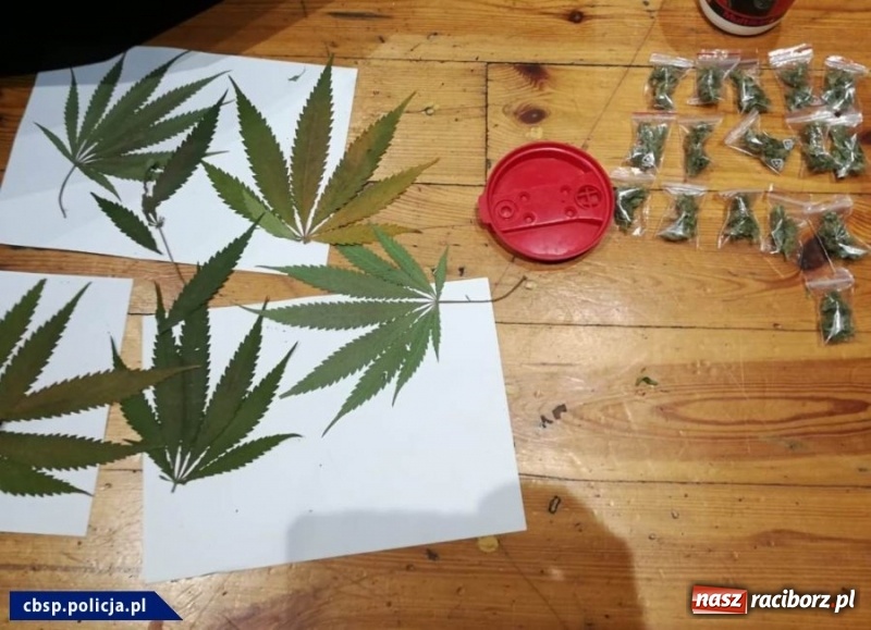 Zdjęcie w galerii na portalu naszraciborz.pl: CBŚP zlikwidowało plantacje marihuany niedaleko Raciborza wiadomości z regionu