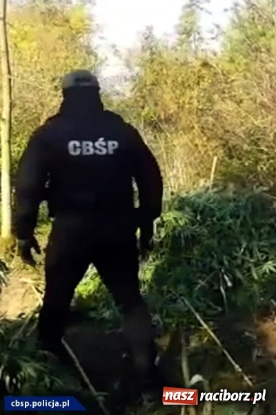 Zdjęcie w galerii na portalu naszraciborz.pl: CBŚP zlikwidowało plantacje marihuany niedaleko Raciborza wiadomości z regionu