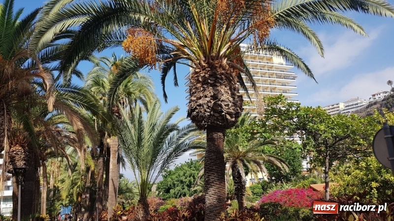 Zdjęcie w galerii na portalu naszraciborz.pl: Uczniowie raciborskiego Gastronomika poznają tajniki kuchni hiszpańskiej wiadomości z regionu