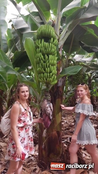 Zdjęcie w galerii na portalu naszraciborz.pl: Uczniowie raciborskiego Gastronomika poznają tajniki kuchni hiszpańskiej wiadomości z regionu