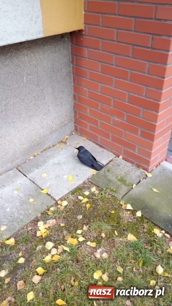 Zdjęcie w galerii na portalu naszraciborz.pl: Martwe gawrony na Żorskiej. Sprawę zbadał powiatowy lekarz weterynarii  wiadomości z regionu