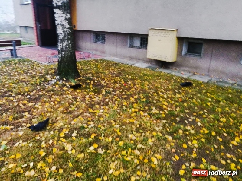 Zdjęcie w galerii na portalu naszraciborz.pl: Martwe gawrony na Żorskiej. Sprawę zbadał powiatowy lekarz weterynarii  wiadomości z regionu