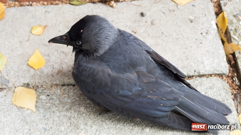 Zdjęcie w galerii na portalu naszraciborz.pl: Martwe gawrony na Żorskiej. Sprawę zbadał powiatowy lekarz weterynarii  wiadomości z regionu