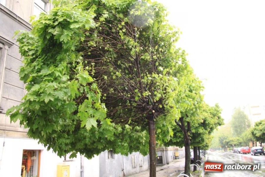 Zdjęcie w galerii na portalu naszraciborz.pl: Klony przy Wileńskiej zniszczone? wiadomości z regionu