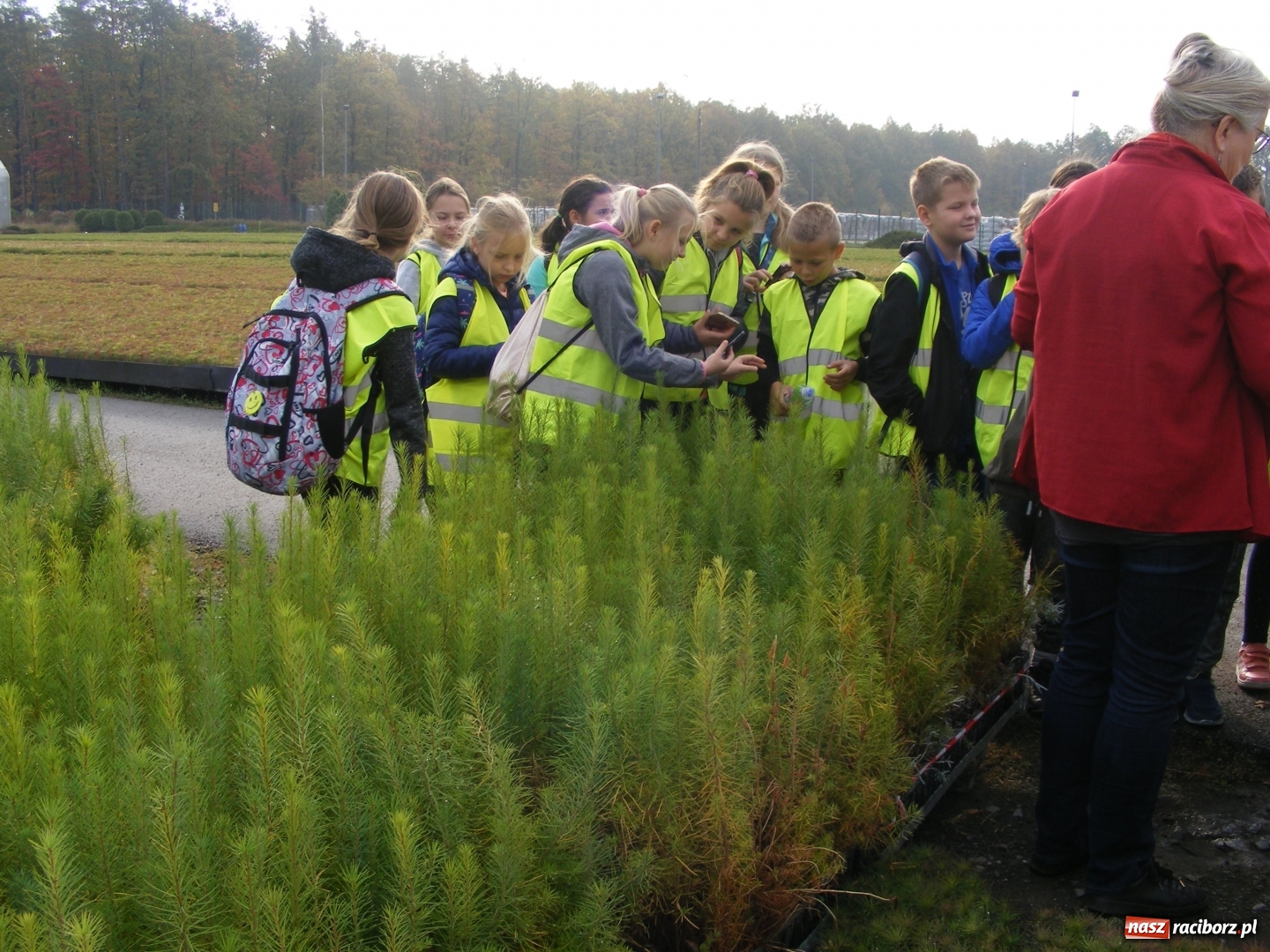 Zdjęcie w galerii na portalu naszraciborz.pl: Uczniowie SP 15 obchodzili Dzień Drzewa wiadomości z regionu