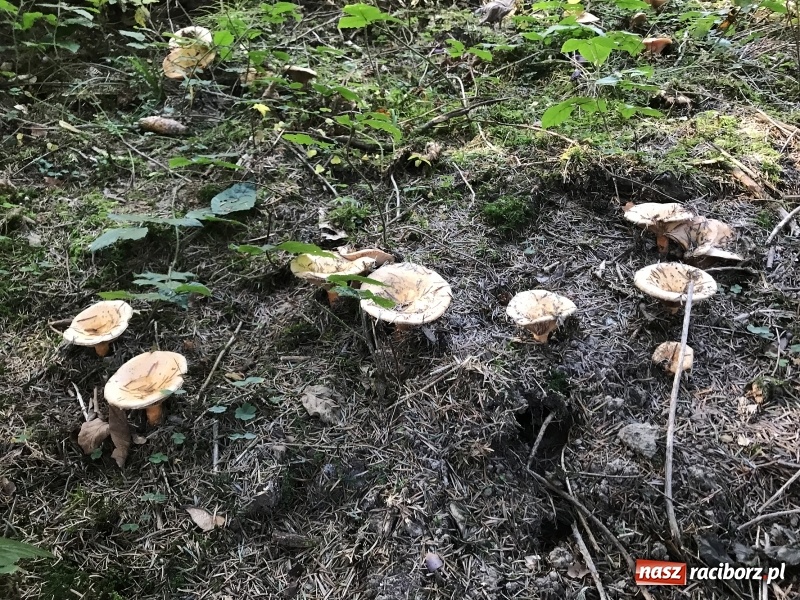 Zdjęcie w galerii na portalu naszraciborz.pl: Wolontariusze z Raciborza w Bieszczadach wiadomości z regionu