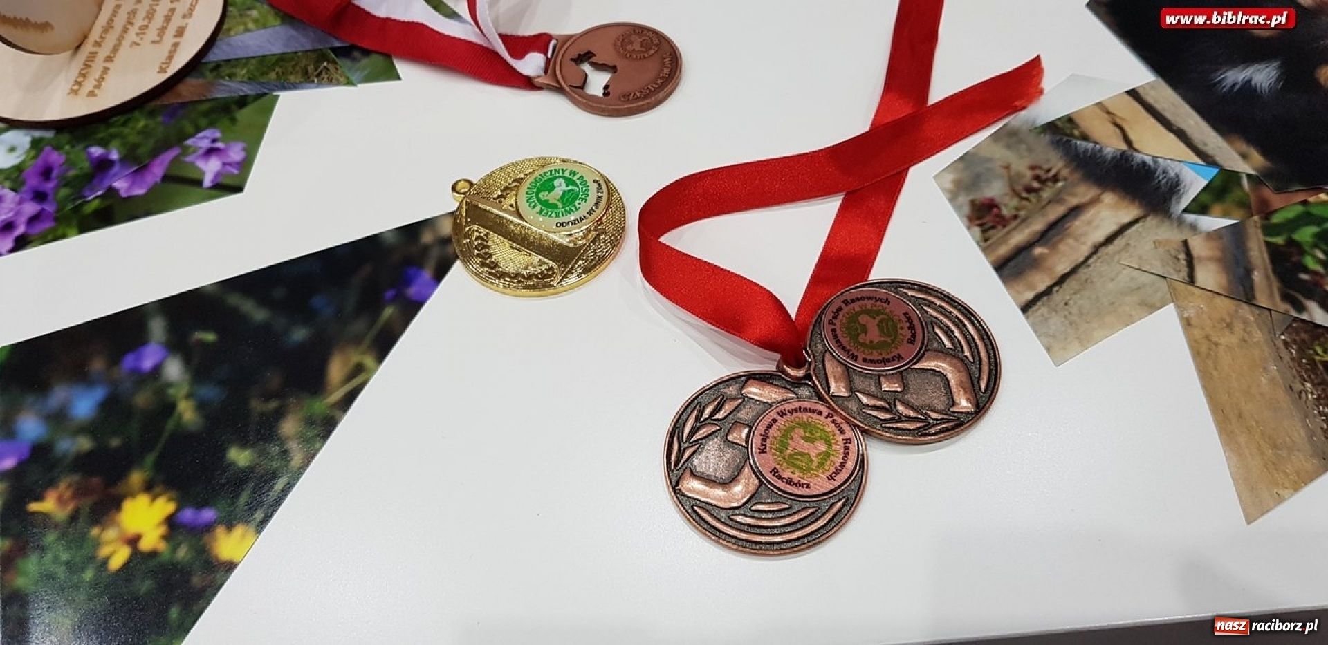 Zdjęcie w galerii na portalu naszraciborz.pl: O dogoterapii w Klubie Przyjaciół Biblioteki na Ostrogu  wiadomości z regionu