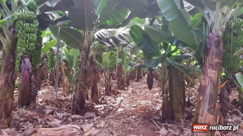 Zdjęcie w galerii na portalu naszraciborz.pl: Bananowy song uczniów CKZiU nr 1 z Raciborza wiadomości z regionu