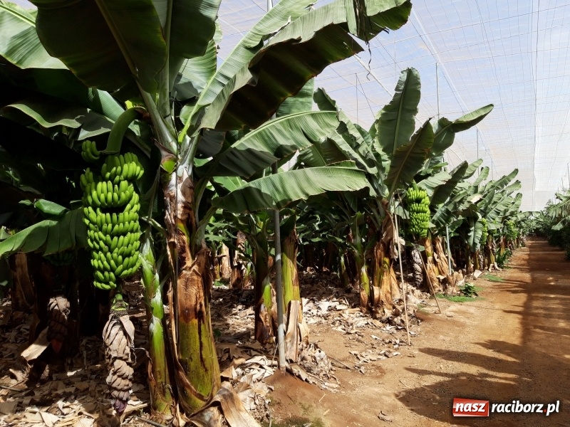 Zdjęcie w galerii na portalu naszraciborz.pl: Bananowy song uczniów CKZiU nr 1 z Raciborza wiadomości z regionu