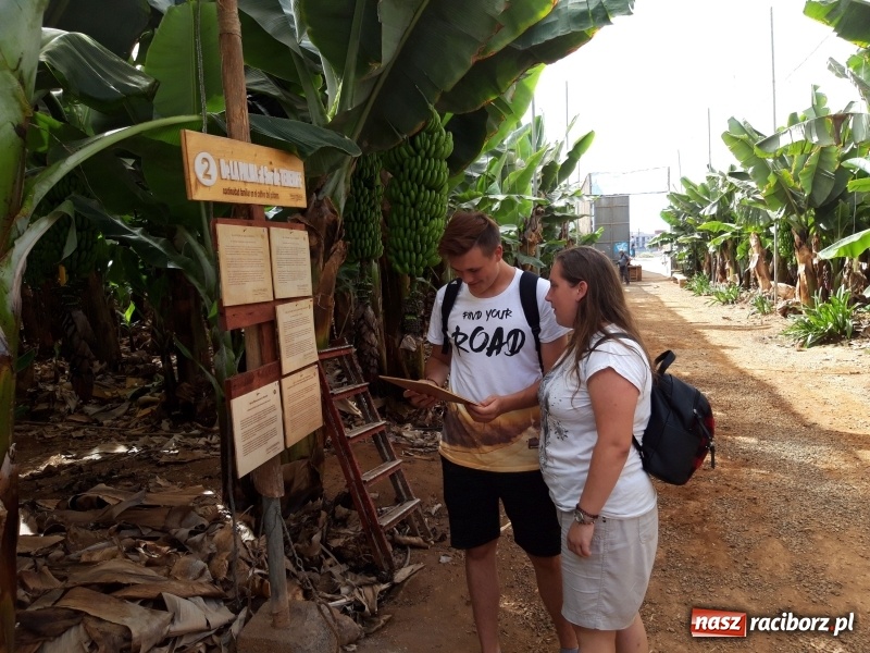 Zdjęcie w galerii na portalu naszraciborz.pl: Bananowy song uczniów CKZiU nr 1 z Raciborza wiadomości z regionu