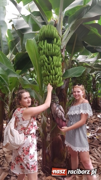 Zdjęcie w galerii na portalu naszraciborz.pl: Bananowy song uczniów CKZiU nr 1 z Raciborza wiadomości z regionu