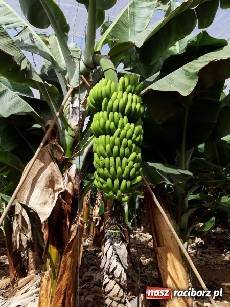 Zdjęcie w galerii na portalu naszraciborz.pl: Bananowy song uczniów CKZiU nr 1 z Raciborza wiadomości z regionu