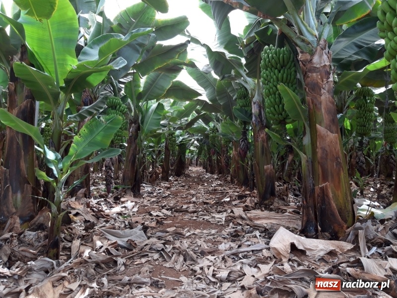 Zdjęcie w galerii na portalu naszraciborz.pl: Bananowy song uczniów CKZiU nr 1 z Raciborza wiadomości z regionu