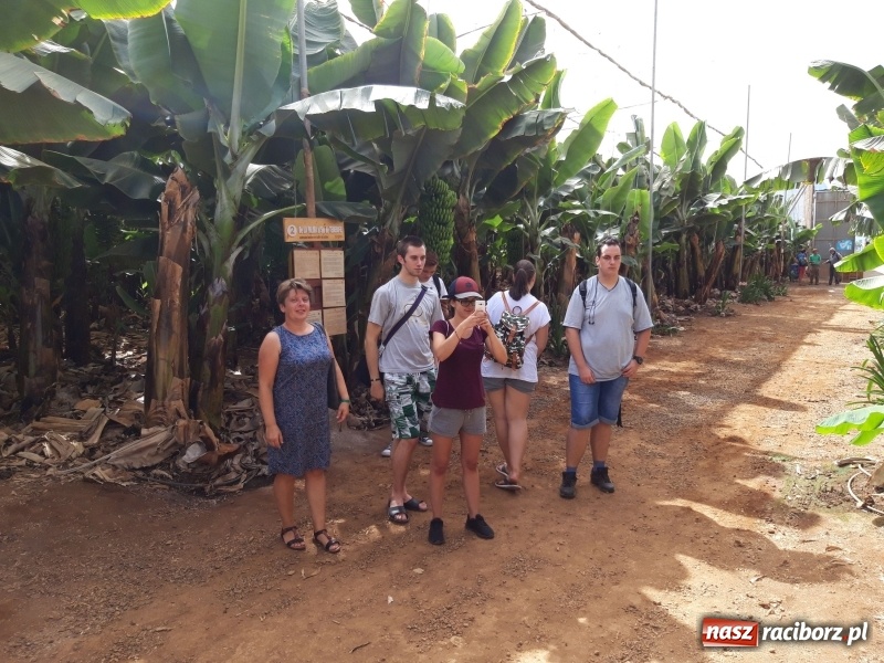 Zdjęcie w galerii na portalu naszraciborz.pl: Bananowy song uczniów CKZiU nr 1 z Raciborza wiadomości z regionu