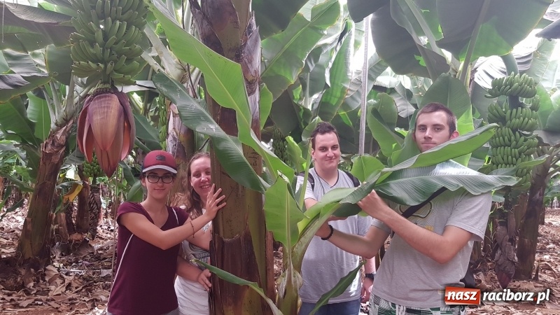 Zdjęcie w galerii na portalu naszraciborz.pl: Bananowy song uczniów CKZiU nr 1 z Raciborza wiadomości z regionu