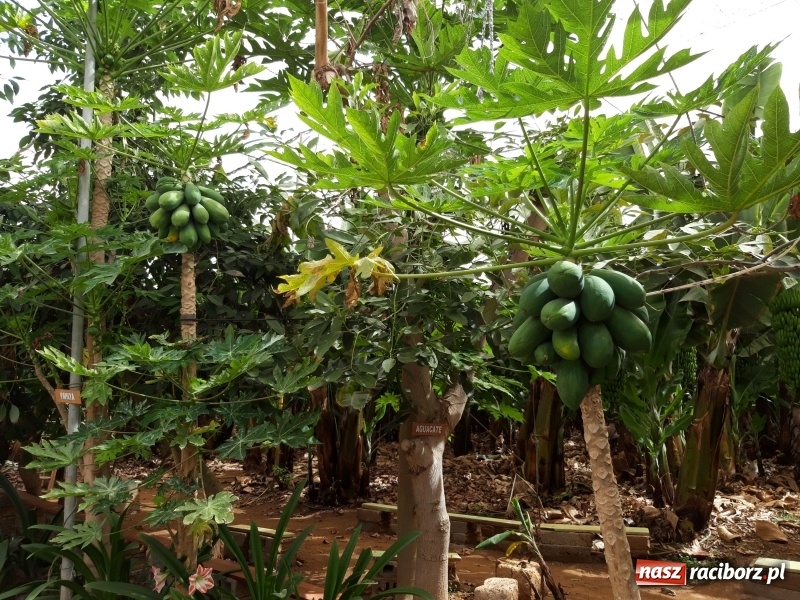 Zdjęcie w galerii na portalu naszraciborz.pl: Bananowy song uczniów CKZiU nr 1 z Raciborza wiadomości z regionu