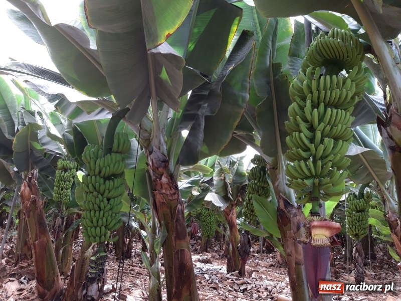 Zdjęcie w galerii na portalu naszraciborz.pl: Bananowy song uczniów CKZiU nr 1 z Raciborza wiadomości z regionu