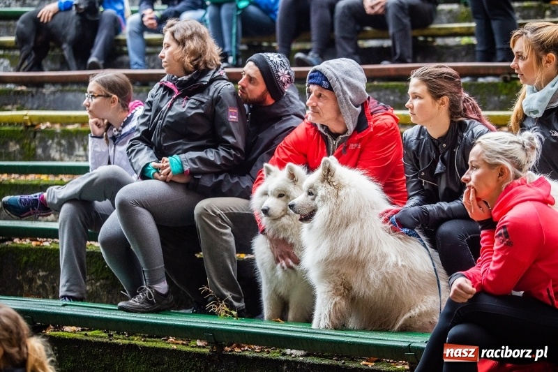 Zdjęcie w galerii na portalu naszraciborz.pl: SZCZEKOWYJE, czyli I Ogólnopolskie Zawody Psich Zaprzęgów w Rudach  wiadomości z regionu