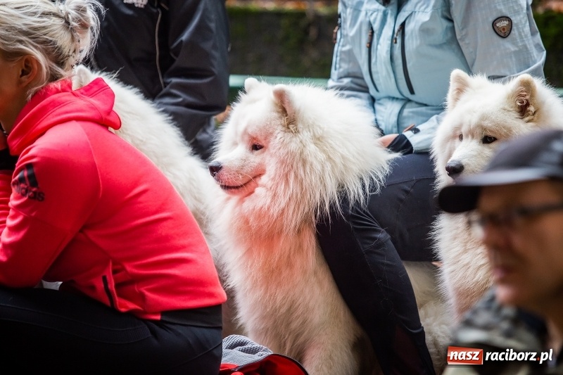 Zdjęcie w galerii na portalu naszraciborz.pl: SZCZEKOWYJE, czyli I Ogólnopolskie Zawody Psich Zaprzęgów w Rudach  wiadomości z regionu