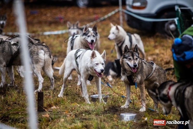 Zdjęcie w galerii na portalu naszraciborz.pl: SZCZEKOWYJE, czyli I Ogólnopolskie Zawody Psich Zaprzęgów w Rudach  wiadomości z regionu