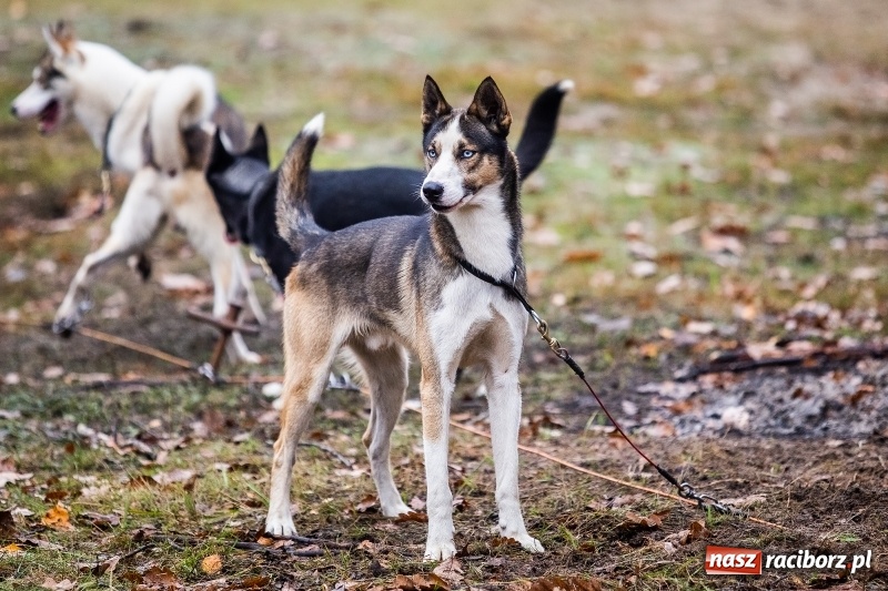 Zdjęcie w galerii na portalu naszraciborz.pl: SZCZEKOWYJE, czyli I Ogólnopolskie Zawody Psich Zaprzęgów w Rudach  wiadomości z regionu