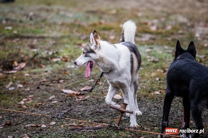 Zdjęcie w galerii na portalu naszraciborz.pl: SZCZEKOWYJE, czyli I Ogólnopolskie Zawody Psich Zaprzęgów w Rudach  wiadomości z regionu