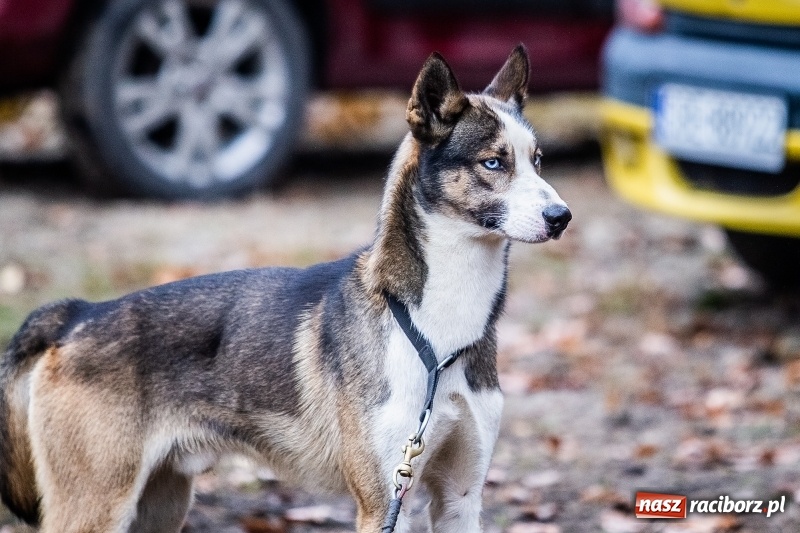 Zdjęcie w galerii na portalu naszraciborz.pl: SZCZEKOWYJE, czyli I Ogólnopolskie Zawody Psich Zaprzęgów w Rudach  wiadomości z regionu